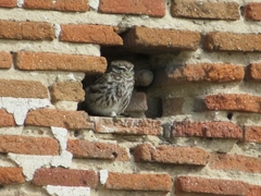Athene noctua