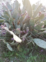 Opuntia anahuacensis