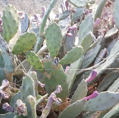 Opuntia anahuacensis