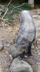 Sus scrofa moupinensis