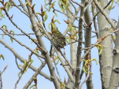 Serinus serinus