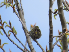 Serinus serinus