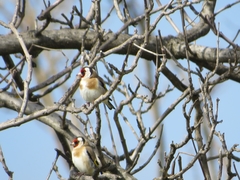 Carduelis carduelis