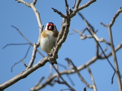 Carduelis carduelis