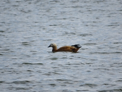 Tadorna ferruginea