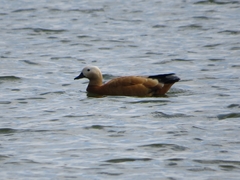 Tadorna ferruginea