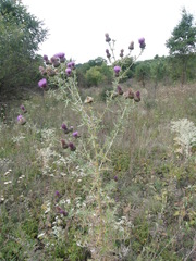 Cirsium ukranicum