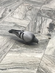 Columba livia domestica