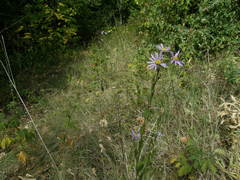 Aster amellus bessarabicus
