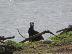 Phalacrocorax carbo