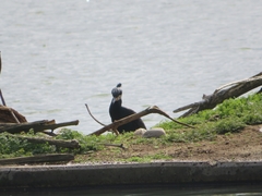 Phalacrocorax carbo