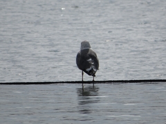 Larus fuscus