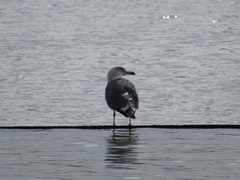Larus fuscus