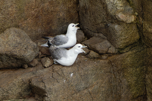 Fulmar boreal (Fulmarus glacialis)