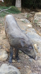 Sus scrofa moupinensis