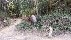 Sus scrofa moupinensis