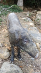 Sus scrofa moupinensis