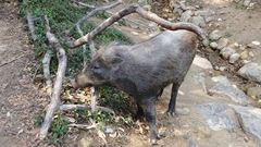 Sus scrofa moupinensis