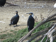 Phalacrocorax carbo