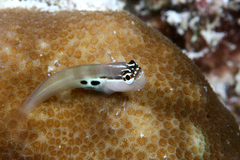 Ecsenius bimaculatus