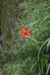 Gladiolus cruentus