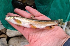 Coreoleuciscus splendidus