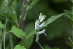 Fumaria judaica judaica