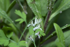 Fumaria judaica judaica