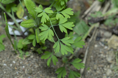 Fumaria judaica judaica