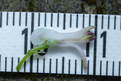 Fumaria judaica judaica