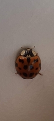 Harmonia axyridis