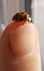 Harmonia axyridis