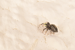 Heliophanus apiatus