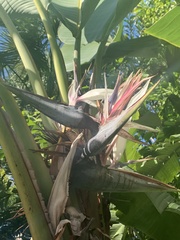 Strelitzia alba