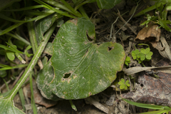 Ficaria verna chrysocephala