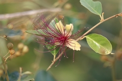 Capparis zeylanica