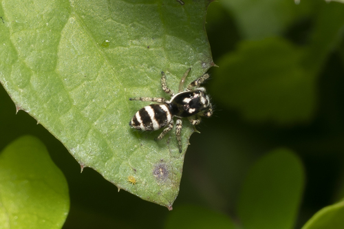 Salticus propinquus