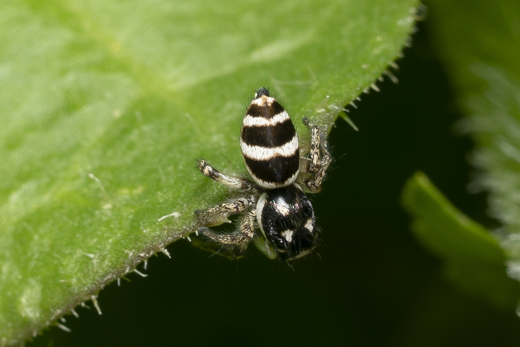 Salticus propinquus