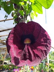 Aristolochia gigantea