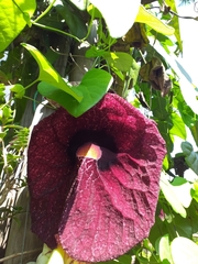 Aristolochia gigantea