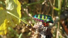 Calidea panaethiopica