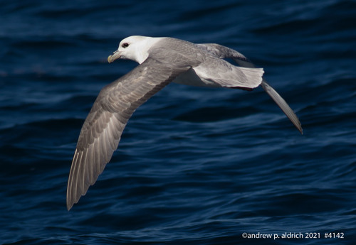 Northern Fulmar