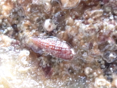 Cerithiopsis tubercularis