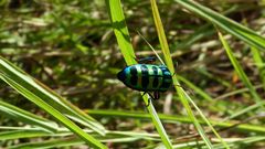 Calidea panaethiopica