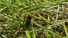 Calidea panaethiopica