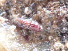 Cerithiopsis tubercularis