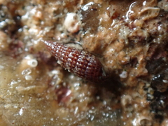 Cerithiopsis tubercularis