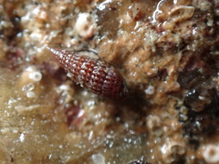 Cerithiopsis tubercularis