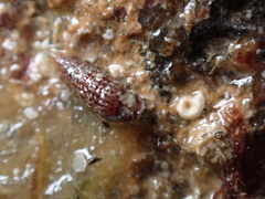 Cerithiopsis tubercularis