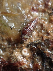 Cerithiopsis tubercularis